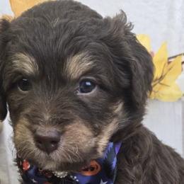 Bernedoodles and Goldendoodles from LaDonna's Doodles