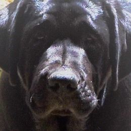 Girl 2 - Labrador Retriever puppy in California from Cache Creek Labradors