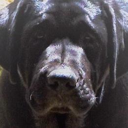Girl 2 - Labrador Retriever puppy in California from Cache Creek Labradors