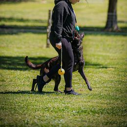 Maze - Dutch Shepherd