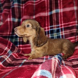 Banks pet only - Chocolate and cream male Dachshund puppy in Adolphus, Kentucky from Walker's Dachshunds