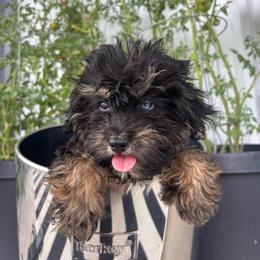 Nina - Black phantom female Aussiedoodle puppy in Austin, Texas from Doodles of Central Texas