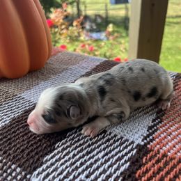 Boy 1 - Blue merle male Miniature Australian Shepherd puppy in Arcadia, Indiana from Sunset Cowgirl Mini Aussies
