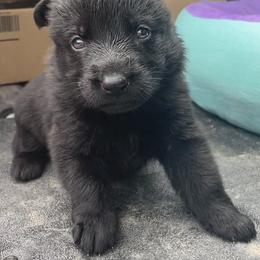 Dachshund and German Shepherd Puppies from Illyria Dox & GSD