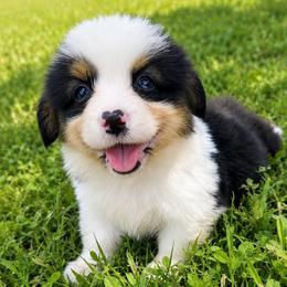 Kane - Black and tan male Pembroke Welsh Corgi puppy in Beggs, Oklahoma from Blue Diamond Corgi’s