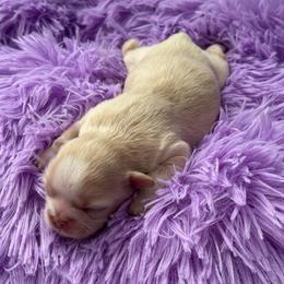 Latte - Cream and white female Shih Tzu puppy in Bluffton, South Carolina from Cuddly Coastal Cuties