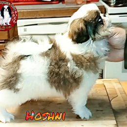 Japanese Chin Puppies from Mystike Japanese Chin