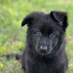 Girl 2 - Black female German Shepherd puppy in Coupeville, Washington from Von Hilkey Shepherds