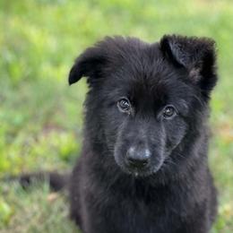 Girl 2 - Black female German Shepherd puppy in Coupeville, Washington from Von Hilkey Shepherds