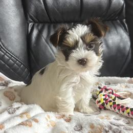 Dahlia AKC - Chocolate, tan and white female Yorkshire Terrier puppy in Labelle, Florida from Chocolate and Parti Yorkies in Florida