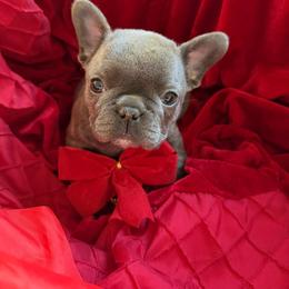KODA - Blue fawn male French Bulldog puppy in Mountain View, Missouri from MO Frenchie Kisses