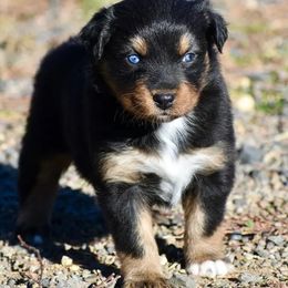 Poppy - Black tri-color female Australian Shepherd puppy in Prineville, Oregon from KC’s Aussies