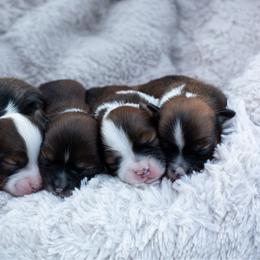 Havapoo puppies from Lady Paws Puppies - Cassie