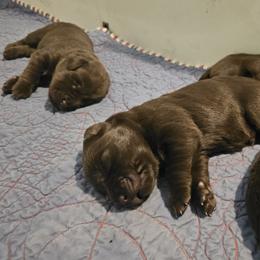 4th Available - Chocolate male Labrador Retriever puppy in Eugene, Oregon from Humphrey Retrievers