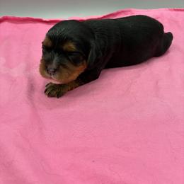 Girl 1 - female Cavalier King Charles Spaniel puppy in Burke, New York from Patti’s Puppies