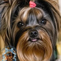 Pinky - Yorkshire Terrier