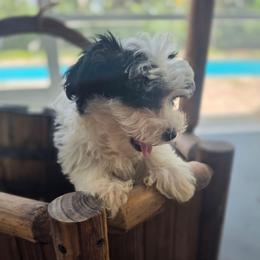 Tri color male - Piebald male Morkie puppy in Loxahatchee, Florida from Cristy's Morkies