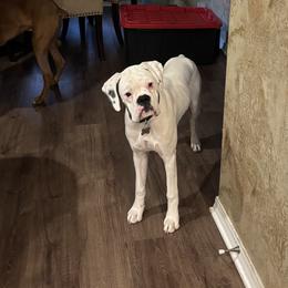 Boxer All Grown Up from Rorschach Boxers