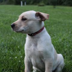 Carolina Dog Puppies from Williams Sweet Carolina