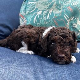 Hershey - Parti male Poodle puppy in Nixa, Missouri from Foxtrot Farm Poodles