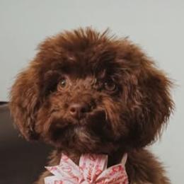 Ruby - Poodle
