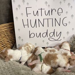 Brittany Puppies from Rabeau’s Genuine Brittany‘s