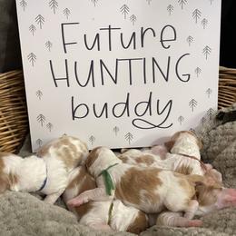 Brittany Puppies from Rabeau’s Genuine Brittany‘s
