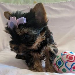 Mini - Black and gold female Yorkshire Terrier puppy in Gatesville, Texas from KontryKritterz Yorkies