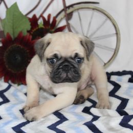 Stanford - Fawn male Pug puppy in Morton, Illinois from Dream on puppies