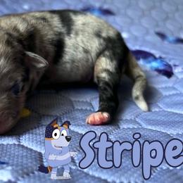 Stripe - Blue merle male Miniature American Shepherd puppy in Millington, Tennessee from Goading Glee Glade