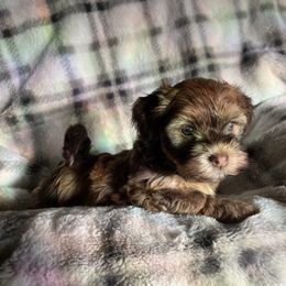 Lexi - Chocolate brindle female Havanese puppy in Starr, South Carolina from Home with Havanese