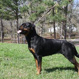 Hlin - Rottweiler