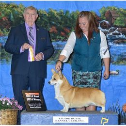 Ace - Pembroke Welsh Corgi