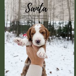 Santa - Red  male Goldendoodle puppy in Brookville, Pennsylvania from Woodland Mountain Doodles