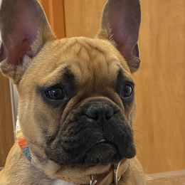 French Bulldogs from Smitten Mitten Frenchies