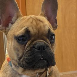 French Bulldogs from Smitten Mitten Frenchies