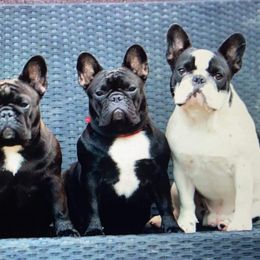 American Bulldogs and French Bulldogs from Jemms Kennels