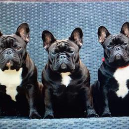American Bulldogs and French Bulldogs from Jemms Kennels