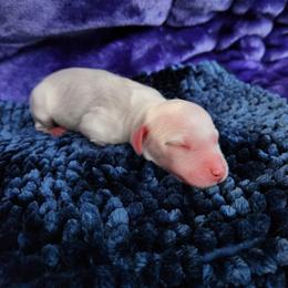 Boy 3 - White male Llewellin Setter puppy in North Dinwiddie, Virginia from Pups Furever