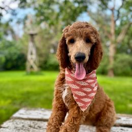 Fontina (Purple) - Red  female Poodle puppy in Burwell, Nebraska from Petersen Poodles