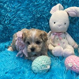 Cavapoo and Maltipoo Puppies from Knight Pups