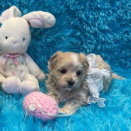 Cavapoo and Maltipoo Puppies from Knight Pups