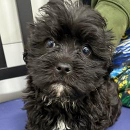 Bunny - Black female Shihpoo puppy in Colonial Beach, Virginia from BeachRidge Pups