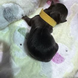 Yellow boy - Tan and white male Yorkshire Terrier puppy in Antlers, Oklahoma from Yorker Puppy Palace
