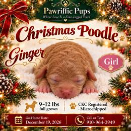 Ginger - Apricot female Poodle puppy in Spring Lake, North Carolina from Pawriffic Pups