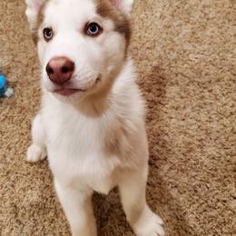 Grasshopper (Hopper) - Red and white male Siberian Husky puppy in Elk River, Minnesota from Naturez Siberians