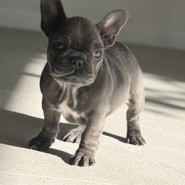 Barbe-Nicole - Blue female French Bulldog puppy in Glen Ellen, California from Frenchie’s of Glen Ellen