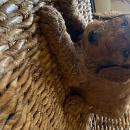 Poodle Puppies from Barren Bluff Kennels