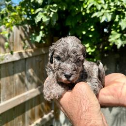 Blue Merle - Blue merle male Bernedoodle puppy in Holt, Missouri from Mindys Doodles