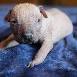 Girl 3 - Fawn female Xoloitzcuintli puppy in Ethridge, Tennessee from Royalty Reigns Xolos